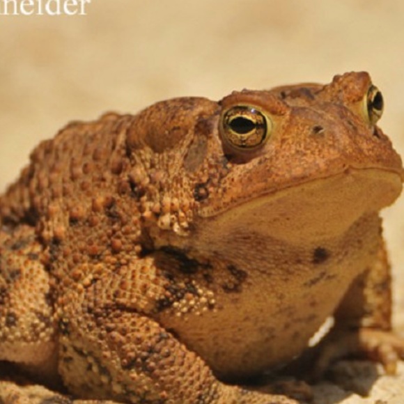 Meet your Posher, Serenity - Picture 1 of 1